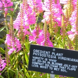 500 Seeds: Obedient Plant Seeds - Pink - Physostegia Virginiana - Great Cut Flower!(500 Seeds)