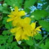 Portal Cool Seeds Package: Greater Celandine / Chelidonium Majus: Double-Flowered Form: 150+ Seeds