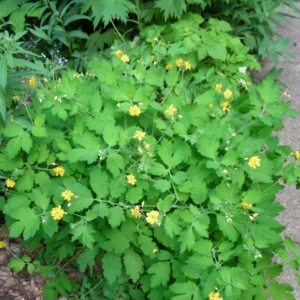 Portal Cool Seeds Package: Greater Celandine / Chelidonium Majus: Double-Flowered Form: 150+ Seeds