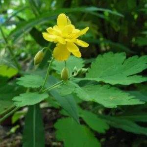 Portal Cool Seeds Package: Greater Celandine / Chelidonium Majus: Double-Flowered Form: 150+ Seeds
