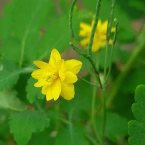 Portal Cool Seeds Package: Greater Celandine / Chelidonium Majus: Double-Flowered Form: 150+ Seeds