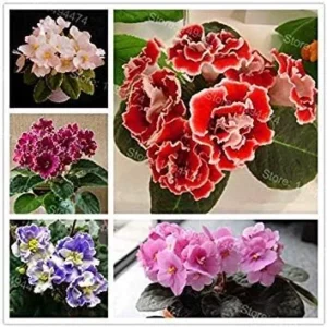 Vistaric 50 Seeds African Violet Seeds Mixed Colors Flower Seed Saintpaulia Ionantha Garden Bonsai Plant Pot Perennial Herb Seeds