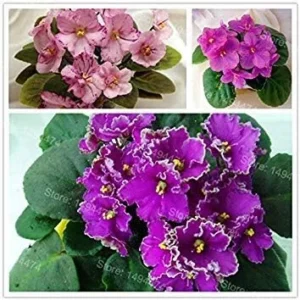 Vistaric 50 Seeds African Violet Seeds Mixed Colors Flower Seed Saintpaulia Ionantha Garden Bonsai Plant Pot Perennial Herb Seeds