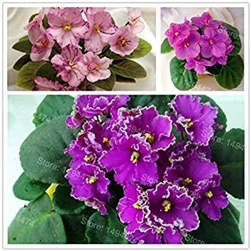 Vistaric 50 Seeds African Violet Seeds Mixed Colors Flower Seed Saintpaulia Ionantha Garden Bonsai Plant Pot Perennial Herb Seeds