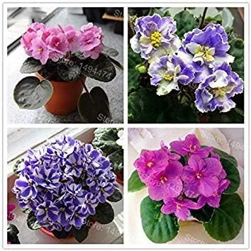 Vistaric 50 Seeds African Violet Seeds Mixed Colors Flower Seed Saintpaulia Ionantha Garden Bonsai Plant Pot Perennial Herb Seeds