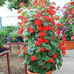 Vistaric 100 pcs/Bag Bonsai Climbing Geranium Seed, Rare Potted Flower Seeds, Courtyard & Balcony Outdoor Plant for Home Garden 6