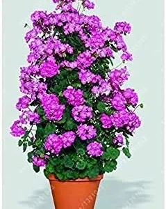 Vistaric 100 pcs/Bag Bonsai Climbing Geranium Seed, Rare Potted Flower Seeds, Courtyard & Balcony Outdoor Plant for Home Garden 6