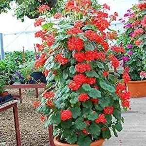 Vistaric 100 pcs/Bag Bonsai Climbing Geranium Seed, Rare Potted Flower Seeds, Courtyard & Balcony Outdoor Plant for Home Garden 6