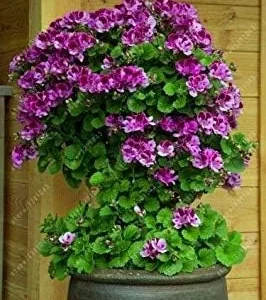 Vistaric 100 pcs/Bag Bonsai Climbing Geranium Seed, Rare Potted Flower Seeds, Courtyard & Balcony Outdoor Plant for Home Garden 6