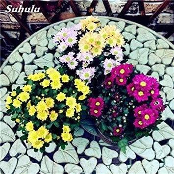 19: 100 Pcs/Bag Gerbera Daisy Hybrids Perennail Flower Seeds Bonsai Plants Easy to Grow Seeds for Home & Garden, Purify The Air 19