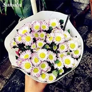 19: 100 Pcs/Bag Gerbera Daisy Hybrids Perennail Flower Seeds Bonsai Plants Easy to Grow Seeds for Home & Garden, Purify The Air 19