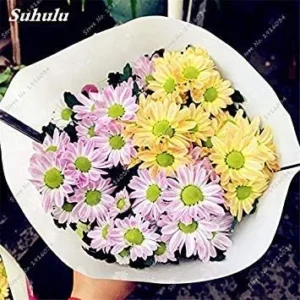 19: 100 Pcs/Bag Gerbera Daisy Hybrids Perennail Flower Seeds Bonsai Plants Easy to Grow Seeds for Home & Garden, Purify The Air 19
