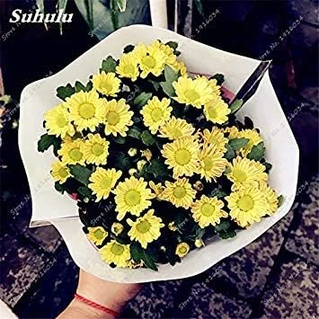 19: 100 Pcs/Bag Gerbera Daisy Hybrids Perennail Flower Seeds Bonsai Plants Easy to Grow Seeds for Home & Garden, Purify The Air 19