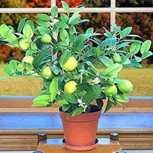 Vistaric 20pcs/Bag Kaffir Lime Seed, Lime Seeds, (Citrus aurantifolia) Organic Fruta Bonsai Potted Fruit Lemon Tree for Home Garden