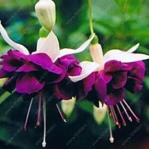 Vistaric 100 pcs/Bag Fuchsia Seeds, Fuchsia Flower, Bonsai Hanging Flower Seeds, Potted Plant Lantern Begonia Seeds for Home Garden 12