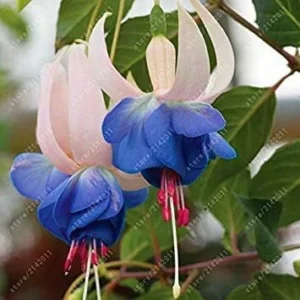 Vistaric 100 pcs/Bag Fuchsia Seeds, Fuchsia Flower, Bonsai Hanging Flower Seeds, Potted Plant Lantern Begonia Seeds for Home Garden 12