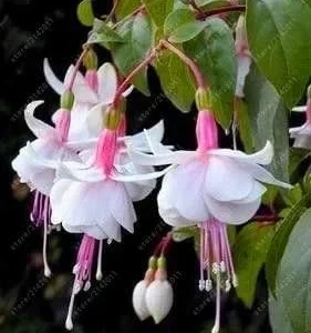 Vistaric 100 pcs/Bag Fuchsia Seeds, Fuchsia Flower, Bonsai Hanging Flower Seeds, Potted Plant Lantern Begonia Seeds for Home Garden 12