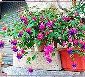 Vistaric 100 pcs/Bag Fuchsia Seeds, Fuchsia Flower, Bonsai Hanging Flower Seeds, Potted Plant Lantern Begonia Seeds for Home Garden 12