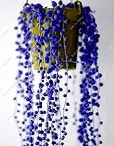 Vistaric 50Pcs Dichondra Repens Silver Falls Emerald Falls Succulent Seeds in Hanging Baskets Very Creative Beautiful Potted Plants