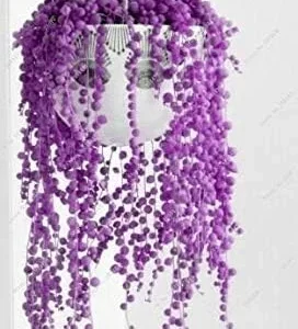 Vistaric 50Pcs Dichondra Repens Silver Falls Emerald Falls Succulent Seeds in Hanging Baskets Very Creative Beautiful Potted Plants