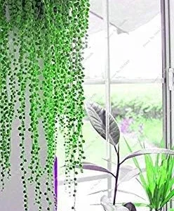 Vistaric 50Pcs Dichondra Repens Silver Falls Emerald Falls Succulent Seeds in Hanging Baskets Very Creative Beautiful Potted Plants