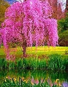 Vistaric 10 pcs/Bag Weeping Sakura Seeds, Cherry Blossom Seeds, Beautiful Sakura Tree Bonsai Pot Plant Tree Flower Seeds for Home Garden 3