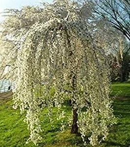 Vistaric 10 pcs/Bag Weeping Sakura Seeds, Cherry Blossom Seeds, Beautiful Sakura Tree Bonsai Pot Plant Tree Flower Seeds for Home Garden 3