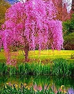 Vistaric 10 pcs/Bag Weeping Sakura Seeds, Cherry Blossom Seeds, Beautiful Sakura Tree Bonsai Pot Plant Tree Flower Seeds for Home Garden 3