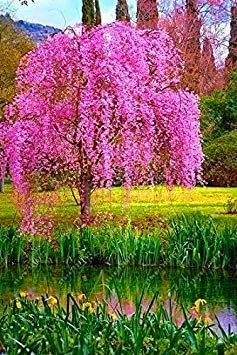 Vistaric 10 pcs/Bag Weeping Sakura Seeds, Cherry Blossom Seeds, Beautiful Sakura Tree Bonsai Pot Plant Tree Flower Seeds for Home Garden 3