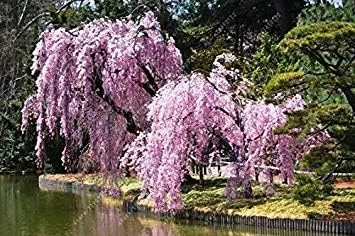 Vistaric 10 pcs/Bag Weeping Sakura Seeds, Cherry Blossom Seeds, Beautiful Sakura Tree Bonsai Pot Plant Tree Flower Seeds for Home Garden 3