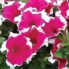 50 Pelleted Seeds Dreams Rose Picotee Petunia Seeds