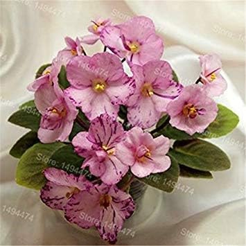 Vistaric 50 Seeds African Violet Seeds Mixed Colors Flower Seed Saintpaulia Ionantha Garden Bonsai Plant Pot Perennial Herb Seeds - Image 4