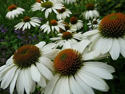 Echinacea Purpurea Seeds - LUCKY STAR - Deer Resistant - Bouquets - 15 Seeds