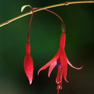 Fuchsia Regia Red Brazilian Princesa Beautiful Ornamental Shrub 5 Seeds