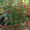 Fuchsia Regia Red Brazilian Princesa Beautiful Ornamental Shrub 5 Seeds