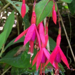 Fuchsia Regia Red Brazilian Princesa Beautiful Ornamental Shrub 5 Seeds