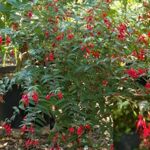 Fuchsia Regia Red Brazilian Princesa Beautiful Ornamental Shrub 5 Seeds