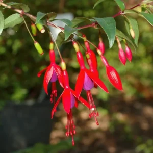Fuchsia Regia Red Brazilian Princesa Beautiful Ornamental Shrub 5 Seeds