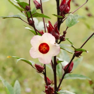 Roselle Hibiscus Plant - 2 Sabdariffa Red Plants - 3-4 Inch Tall - Edible Hibiscus