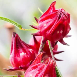 Roselle Hibiscus Plant - 2 Sabdariffa Red Plants - 3-4 Inch Tall - Edible Hibiscus