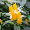 Yellow Shrimp Plant Live Plant - 4 Pack - 3-6 Inch Size Indoor Outdoor