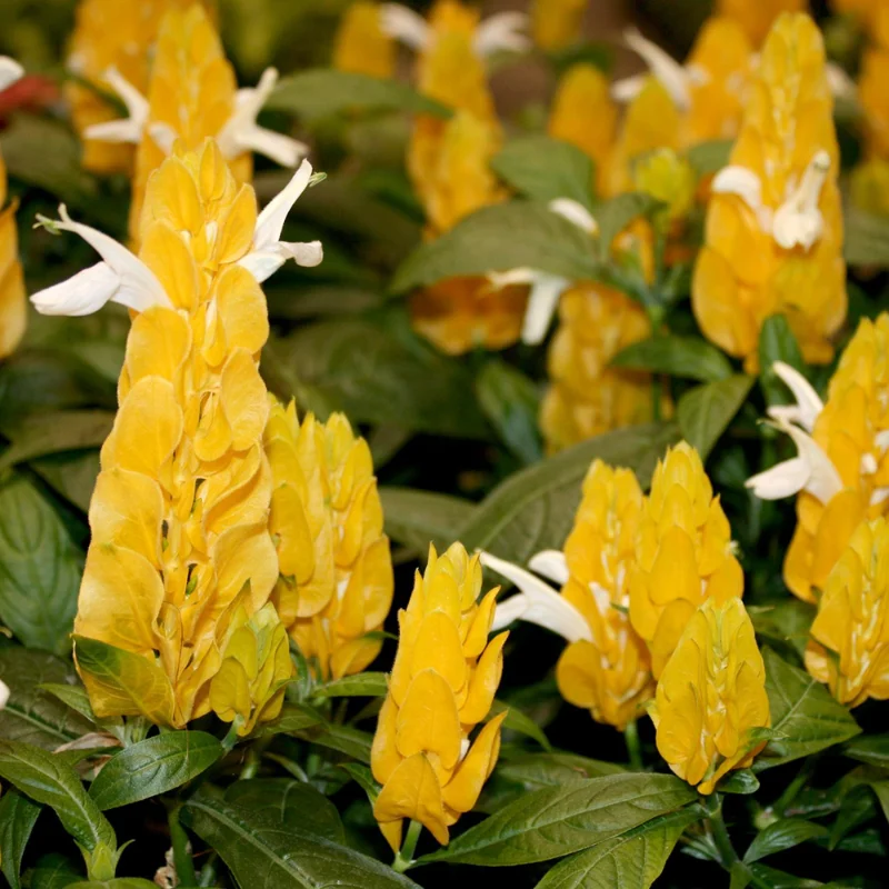 Yellow Shrimp Plant Live Plant - 4 Pack - 3-6 Inch Size Indoor Outdoor