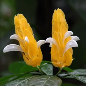 Yellow Shrimp Plant Live Plant - 4 Pack - 3-6 Inch Size Indoor Outdoor