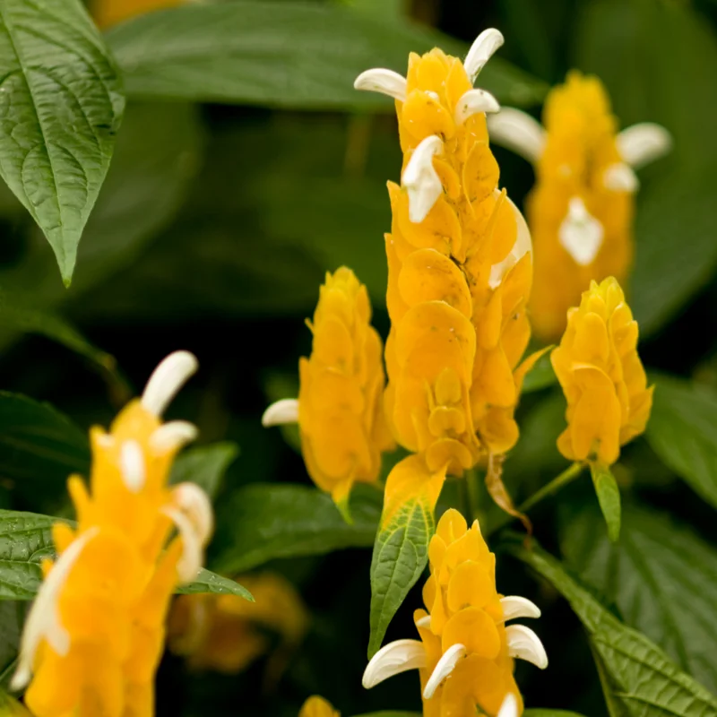 Yellow Shrimp Plant Live Plant - 4 Pack - 3-6 Inch Size Indoor Outdoor