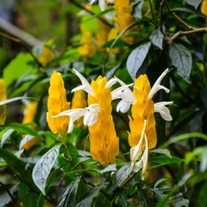 Yellow Shrimp Plant - 2 Live Plants - 3-5 Inch Size - Vibrant Yellow Blooms