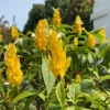 Yellow Shrimp Plant - 2 Live Plants - 3-5 Inch Size - Vibrant Yellow Blooms