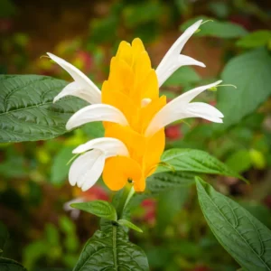 Yellow Shrimp Plant - 2 Live Plants - 3-5 Inch Size - Vibrant Yellow Blooms