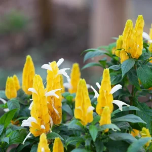 Yellow Shrimp Plant - 2 Live Plants - 3-5 Inch Size - Vibrant Yellow Blooms