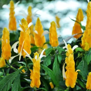 Yellow Shrimp Plant - 2 Live Plants - 3-5 Inch Size - Vibrant Yellow Blooms