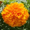Orange Marigold Plants - 4 Pack - 3-5 Inch - Vibrant Orange Flowers